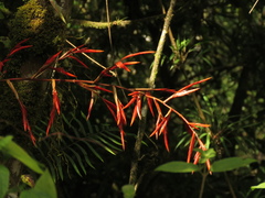 Vriesea elata