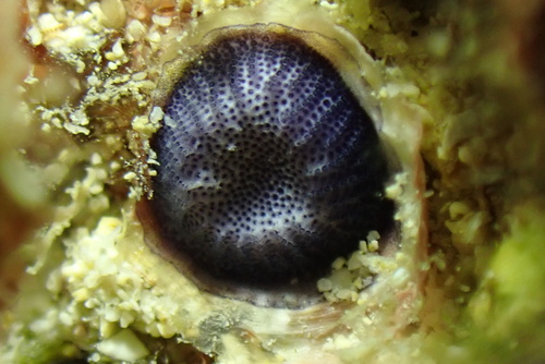 Disporella violacea observed 2025-02-28