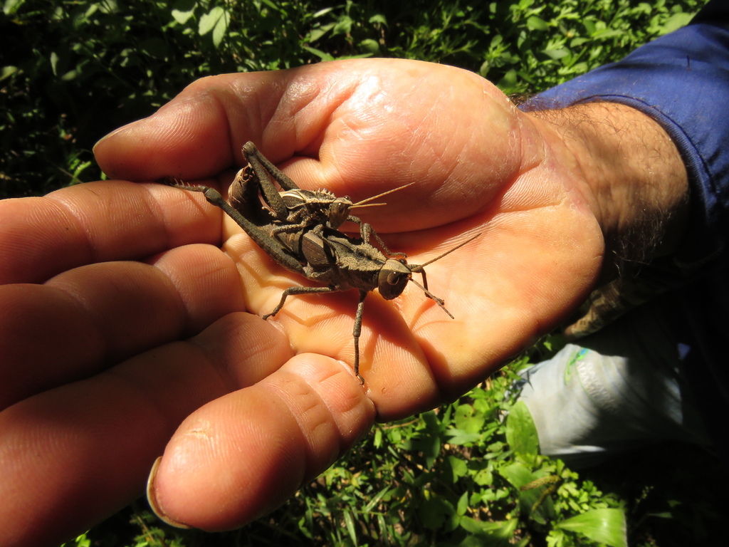 Draconata