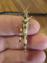 Dissosteira spurcata