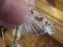 Dissosteira spurcata