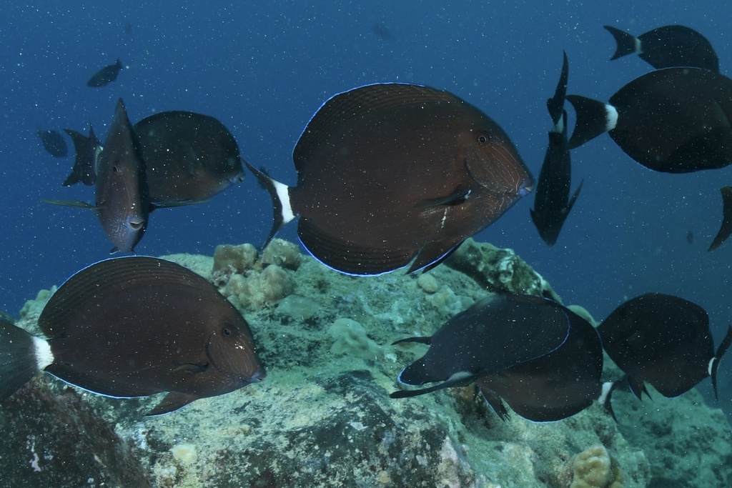 Bluelined surgeonfish