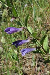 Scutellaria antirrhinoides