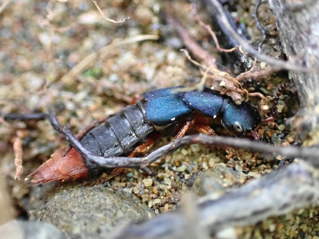 Dinothenarus saphyrinus