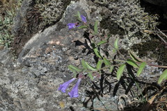 Scutellaria antirrhinoides