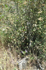 Scutellaria antirrhinoides