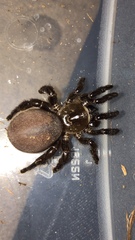 Bothriocyrtum californicum