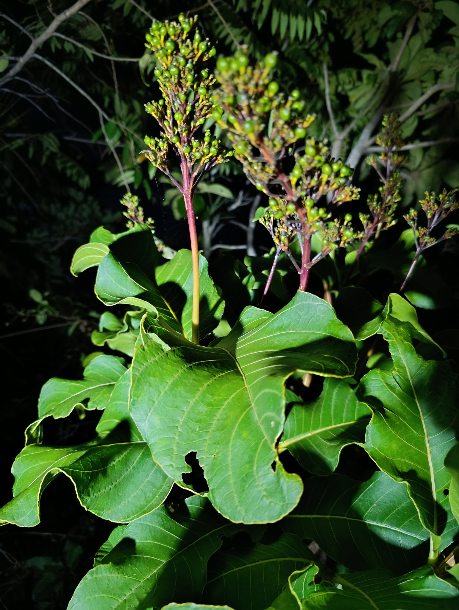 Palicourea rigida