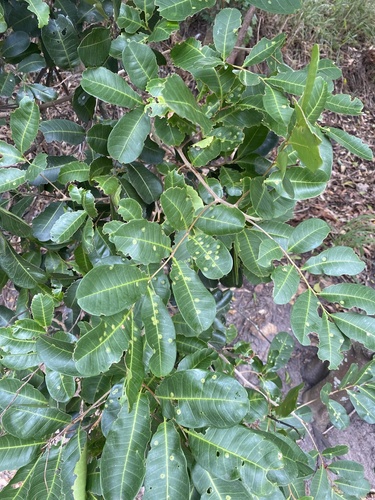 Cupaniopsis anacardioides