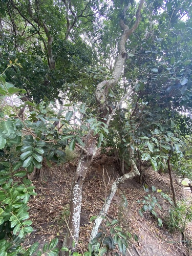 Cupaniopsis anacardioides