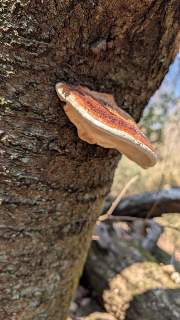 Fomitopsis pinicola · March 2025 · photo: © atsushi_nakajima_cirque (iNaturalist, cc-by)