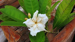 Tabebuia stenocalyx