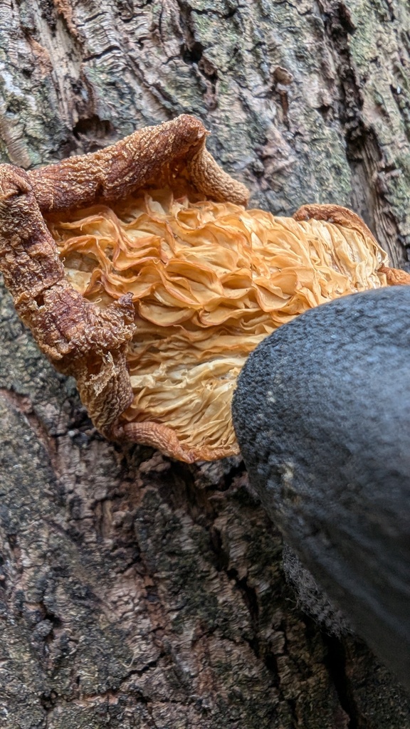 Pleurotus ostreatus · March 2025 · photo: © atsushi_nakajima_cirque (iNaturalist, cc-by)