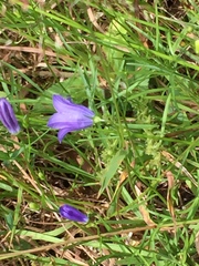 Campanula rotundifolia