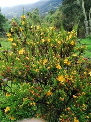 Hypericum goyanesii