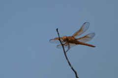 Libellula saturata