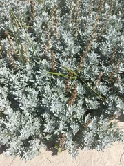 Artemisia stelleriana