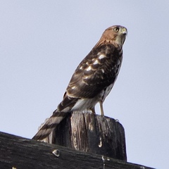 Accipiter cooperii