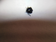 Coptosoma scutellatum