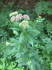 Eupatorium cannabinum