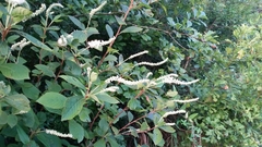 Clethra