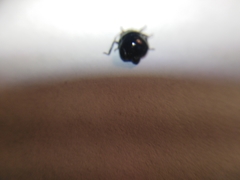 Coptosoma scutellatum