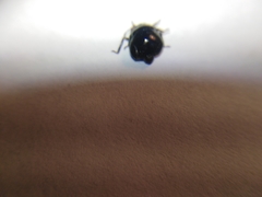 Coptosoma scutellatum