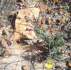 Crassothonna cacalioides