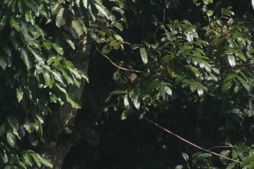 Callosciurus notatus