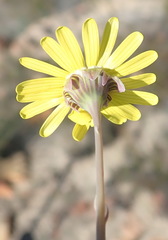 Crassothonna cacalioides