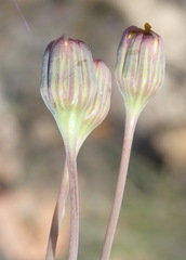 Crassothonna cacalioides