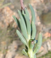 Crassothonna cacalioides