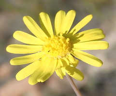 Crassothonna cacalioides