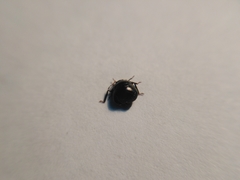 Coptosoma scutellatum