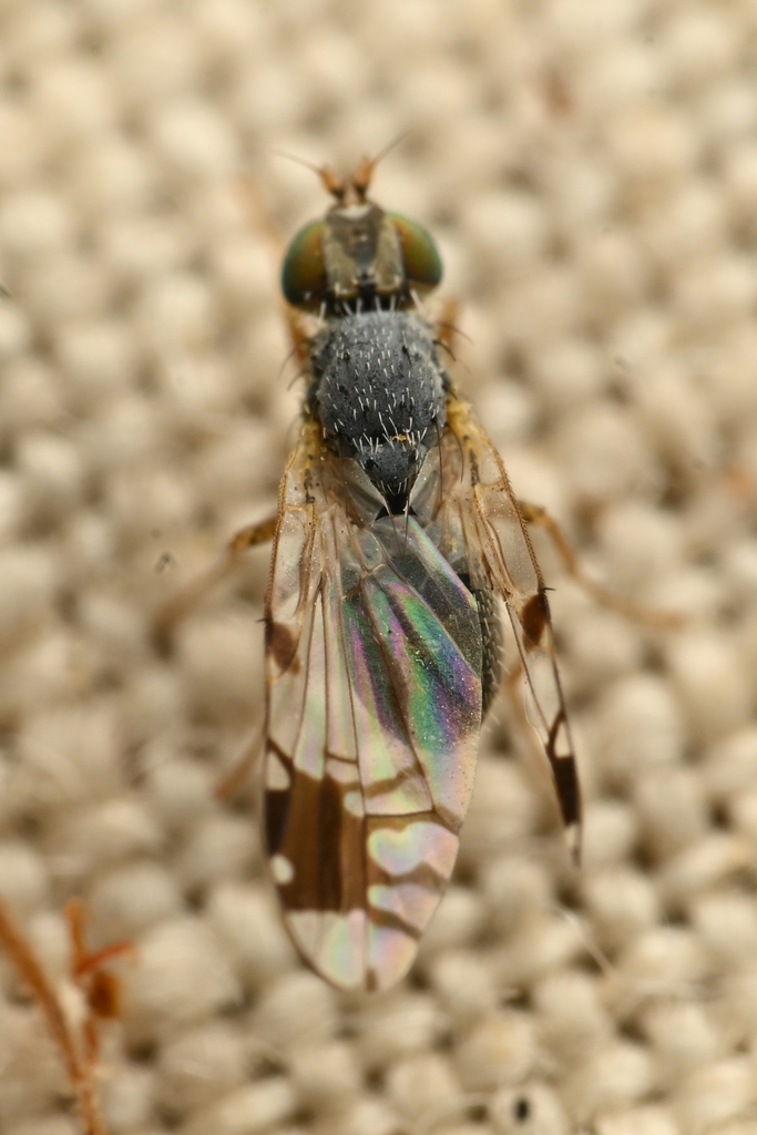 Trupanea jonesi