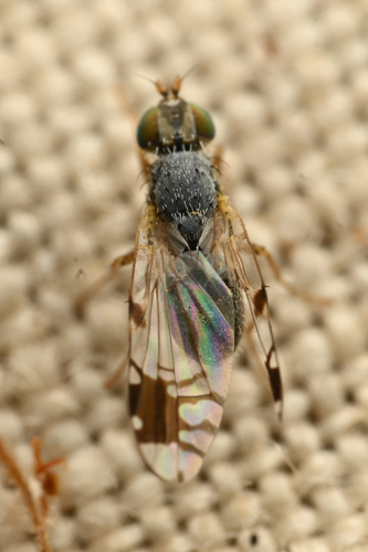 Trupanea jonesi