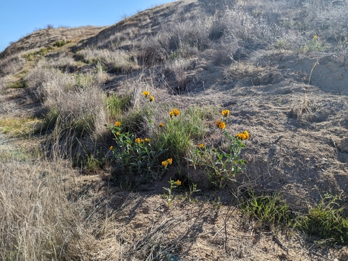 Green fiddleneck (Amsinckia vernicosa)