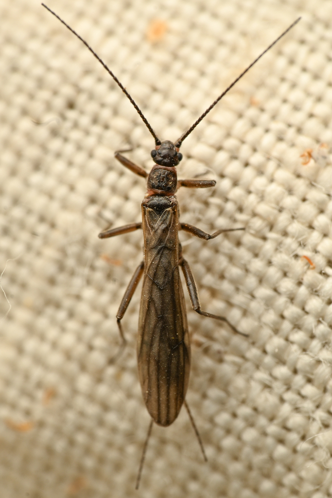 California Snowfly