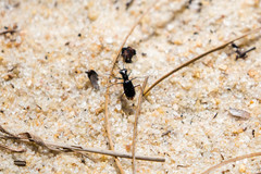 Cicindela abdominalis