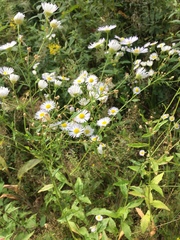 Erigeron annuus
