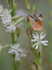 Setina irrorella