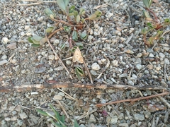 Tegostoma comparalis