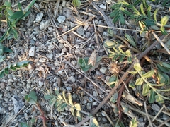 Tegostoma comparalis