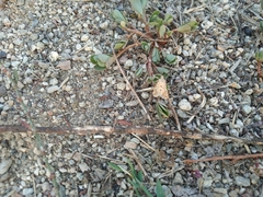 Tegostoma comparalis