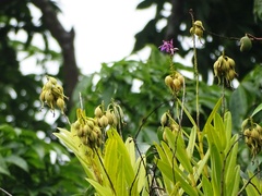 Epidendrum imatophyllum