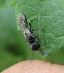 Passaloecus
