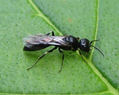 Passaloecus