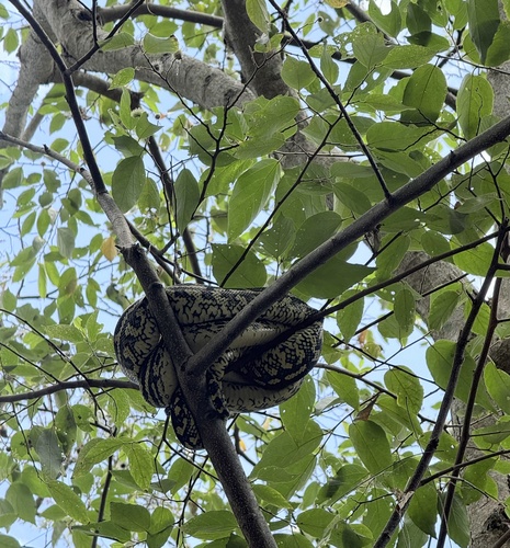 Coastal Carpet Python sighting