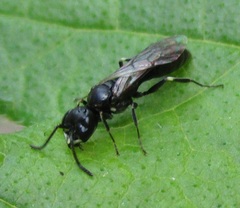 Passaloecus