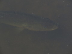 Micropterus salmoides